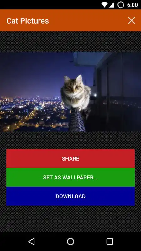 Play Cat wallpapers and funny pics