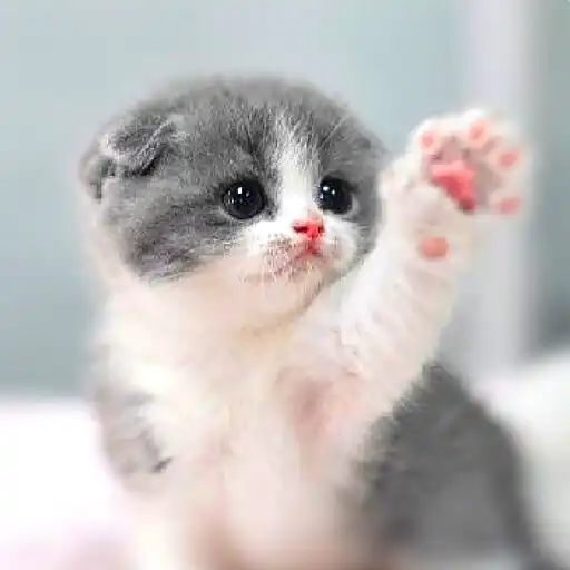 Play Cat Wallpapers HD Cute APK