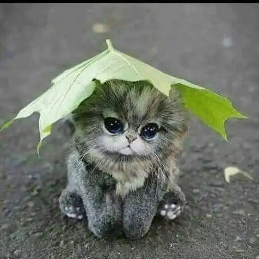 Play Cat Wallpapers HD Cute  and enjoy Cat Wallpapers HD Cute with UptoPlay