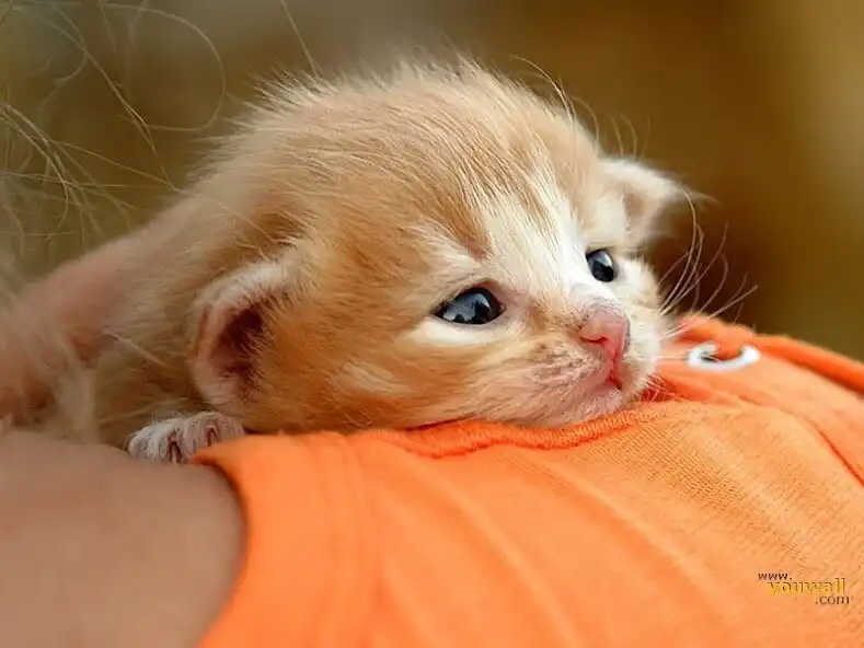 Play Cat Wallpapers HD Cute as an online game Cat Wallpapers HD Cute with UptoPlay