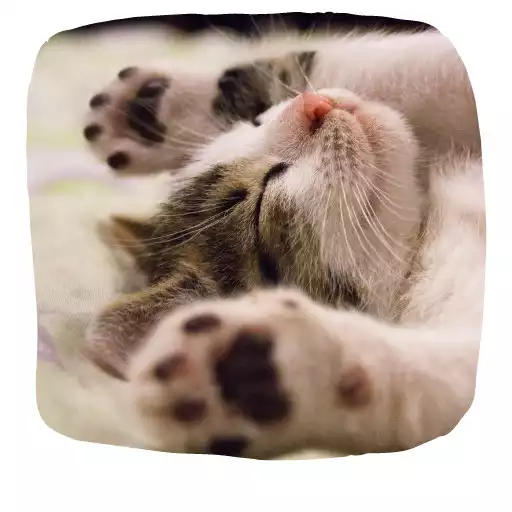 Free play online Cat Wallpapers HD APK Free play online Cat Wallpapers HD APK