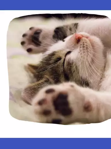 Play Cat Wallpapers HD