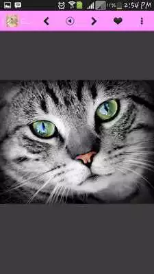 Play Cat Wallpapers HD