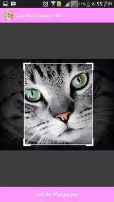 Play Cat Wallpapers HD