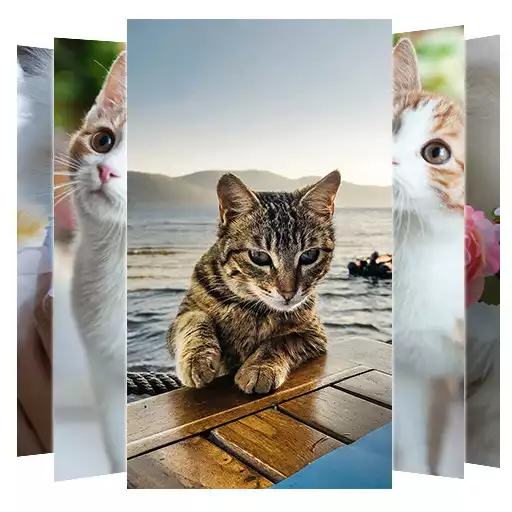 Play Cat Wallpapers APK