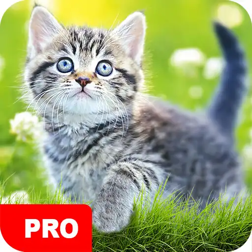 Play Cat Wallpapers PRO APK Play Cat Wallpapers PRO APK