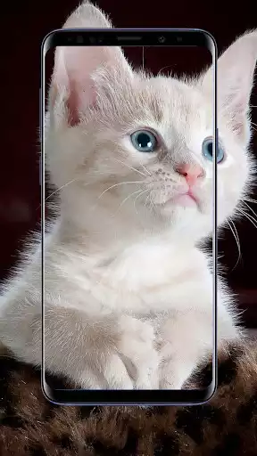 Play Cat Wallpapers