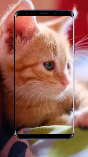 Play Cat Wallpapers