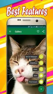 Play Cat Wallpapers