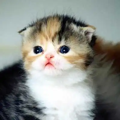 Play CAT Wallpapers v1