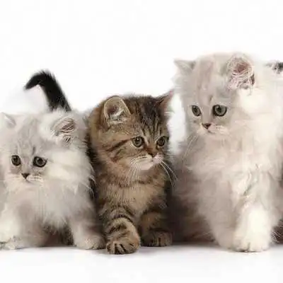 Play CAT Wallpapers v1