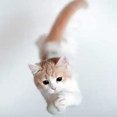 Play CAT Wallpapers v1