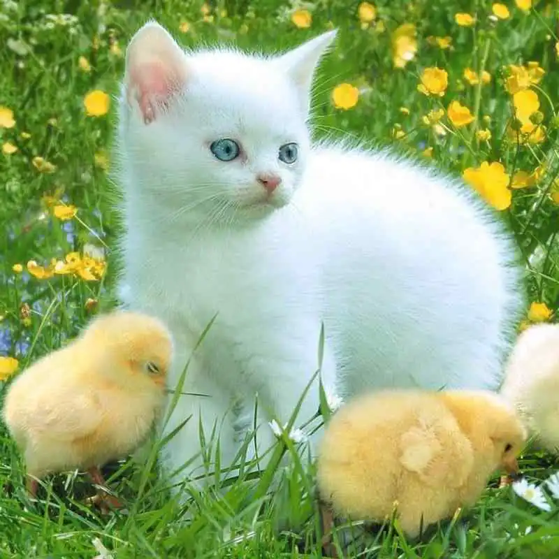 Play CAT Wallpapers v1