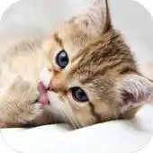 Free play online CAT Wallpapers v3 APK