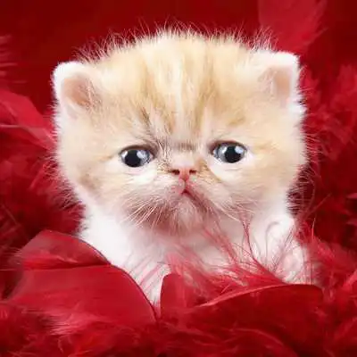 Play CAT Wallpapers v3