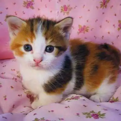 Play CAT Wallpapers v3