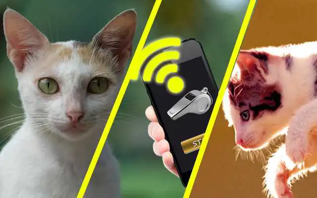 Play Cat Whistle Sound, Anti Cat  Cat Trainer