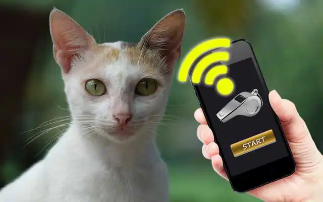 Play Cat Whistle Sound, Anti Cat  Cat Trainer