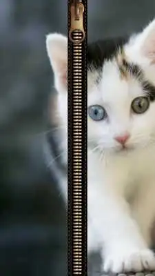 Play Cat Zipper Screen Lock Play Cat Zipper Screen Lock