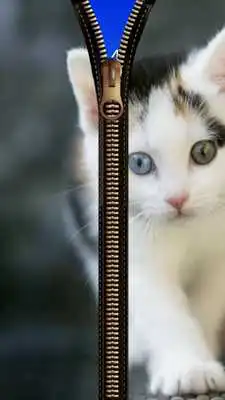Play Cat Zipper Screen Lock Play Cat Zipper Screen Lock