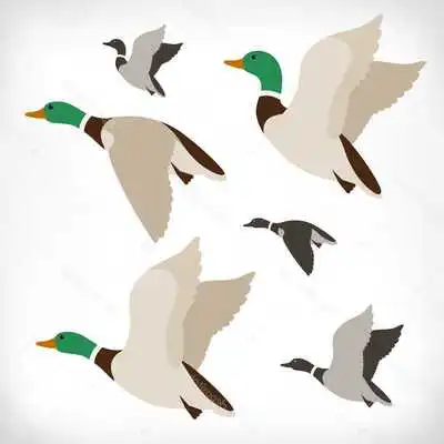 Play Caza de patos neuvo