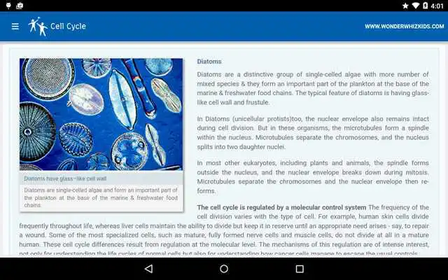 Play Cell Cycle