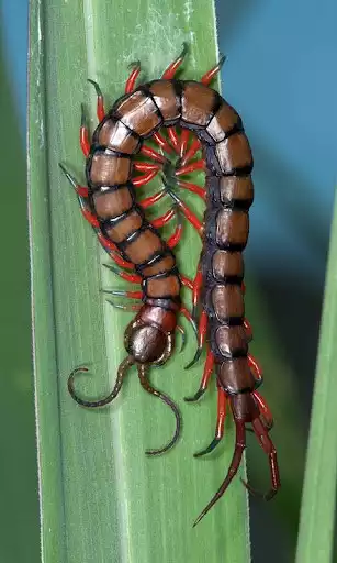 Play Centipede Wallpaper and enjoy Centipede Wallpaper with UptoPlay Play Centipede Wallpaper and enjoy Centipede Wallpaper with UptoPlay