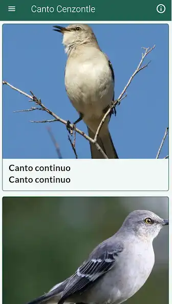 Play Cenzontle Canto  and enjoy Cenzontle Canto with UptoPlay