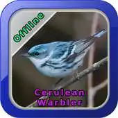 Free play online Cerulean Warbler APK