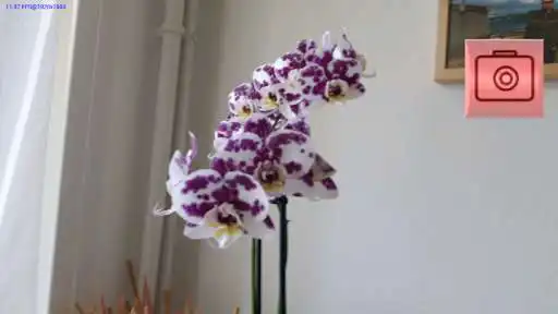 Play ChaCha3D as an online game ChaCha3D with UptoPlay