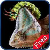 Free play online Chameleon+ Free APK Free play online Chameleon+ Free APK