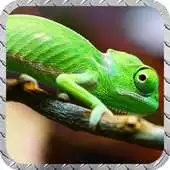 Free play online Chameleon Pack 2 Wallpaper APK