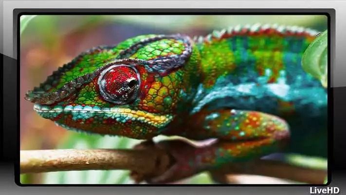Play Chameleon Pack 2 Wallpaper