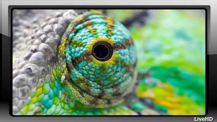 Play Chameleon Pack 2 Wallpaper