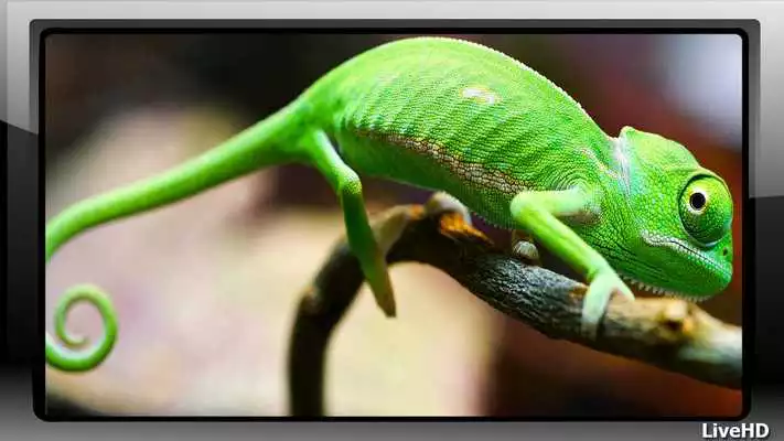 Play Chameleon Pack 2 Wallpaper