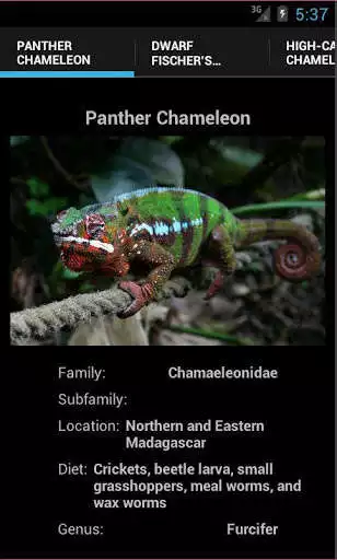 Play CHAMELEONS