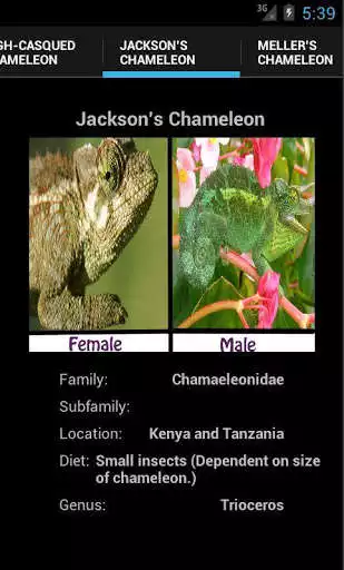 Play CHAMELEONS