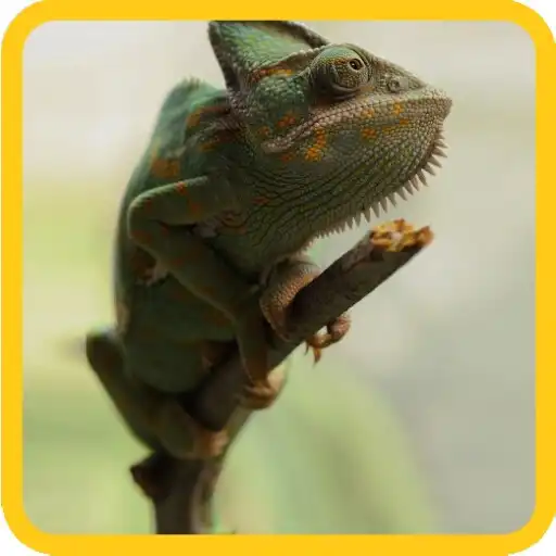 Play Chameleon tiles APK