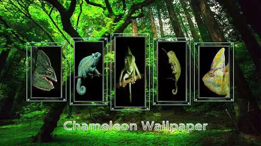 Play Chameleon Wallpaper  and enjoy Chameleon Wallpaper with UptoPlay