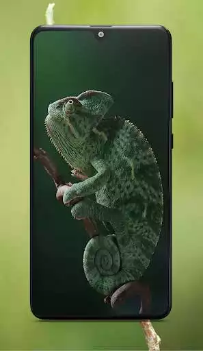 Play Chameleon Wallpaper as an online game Chameleon Wallpaper with UptoPlay