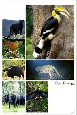 Play Chandgad Tourism