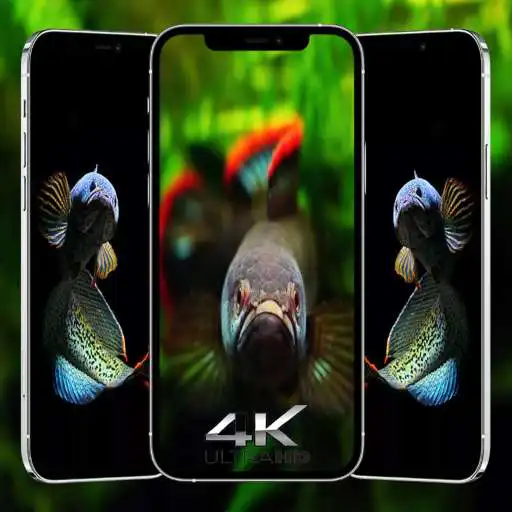 Play Channa Fish Wallpaper HD 4K APK
