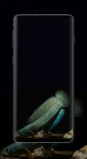 Play Channa Fish Wallpaper HD 4K  and enjoy Channa Fish Wallpaper HD 4K with UptoPlay