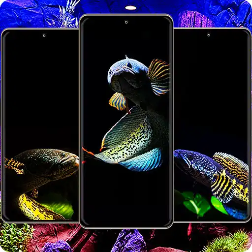 Play Channa Fish Wallpaper APK Play Channa Fish Wallpaper APK