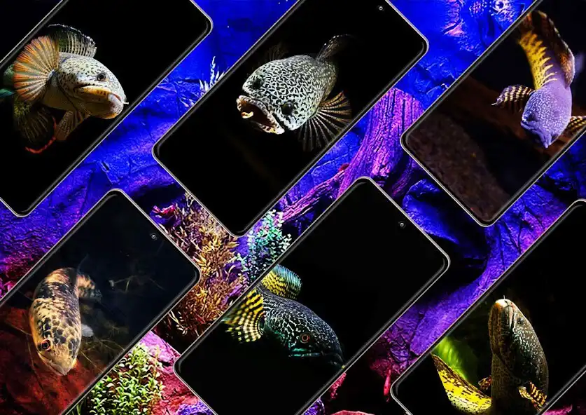 Play Channa Fish Wallpaper  and enjoy Channa Fish Wallpaper with UptoPlay