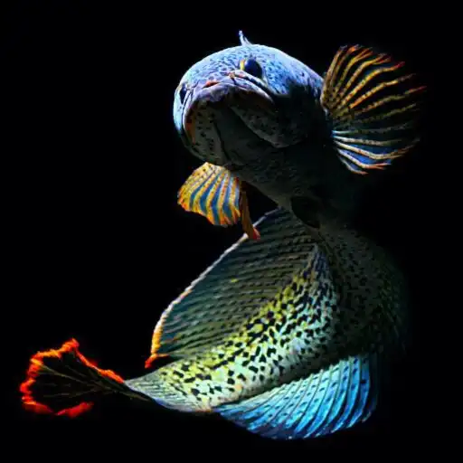 Play Channa Fish Wallpapers APK
