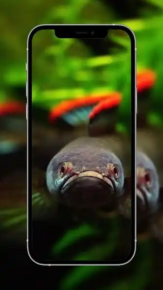 Play Channa Fish Wallpapers as an online game Channa Fish Wallpapers with UptoPlay