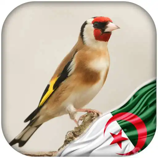 Play Chardonneret algerien dz APK Play Chardonneret algerien dz APK