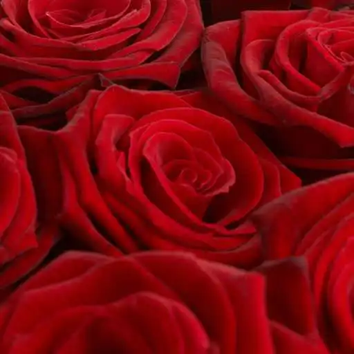 Play Charm HD Live Wallpaper APK