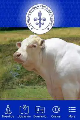 Play CHAROLAIS